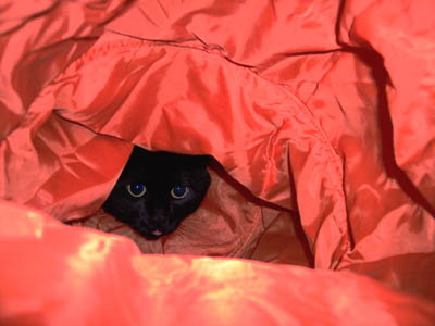 Call Marina Animal Hospital